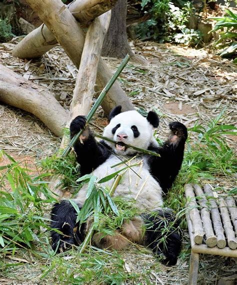 S’pore Zoo In Talks To Keep Pandas Here Longer, Hopes For Another ...