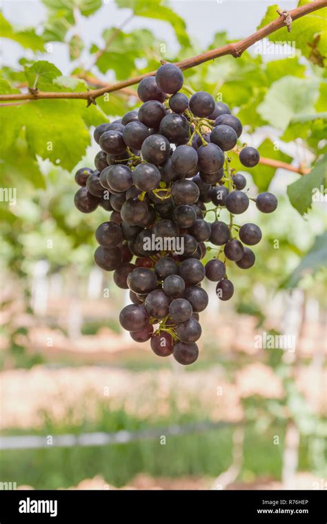 Red Grapes on the vine Stock Photo - Alamy