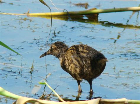 Nestling coots stock image. Image of feeding, pond, zoology - 74600161