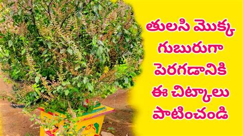 tulasi plant growing tips | tulasi plant care | tulasi mokka gurinchi | tulasi chettu upayogalu ...