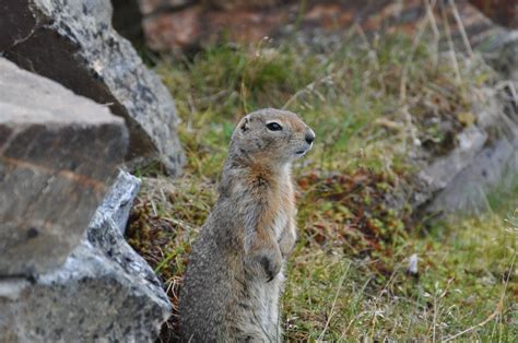 Arctic Ground Squirrel | Government of Yukon