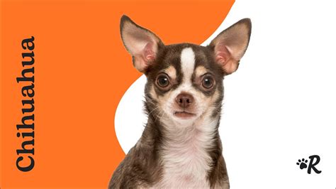 Do Chihuahuas Prefer Wet Or Dry Food For Optimal Health?