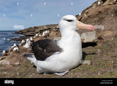 Black browed Albatross Stock Photo - Alamy