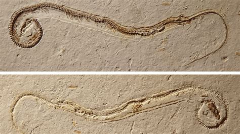 Update: Controversial ‘four-legged snake' may be ancient lizard instead ...