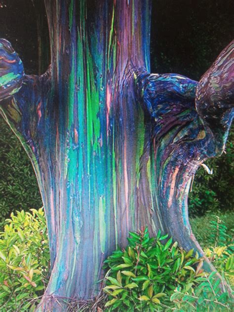 Rainbow Euvalyptus | Rainbow Eucalyptus Amazing colourful trees. Unique Trees, Colorful Trees ...