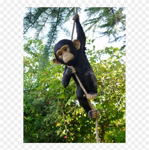 Monkey Hanging In Tree, HD Png Download - 1152x768(#4803948) - PngFind