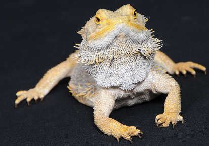 Bearded Dragons in Captive Breeding - Animals in human society