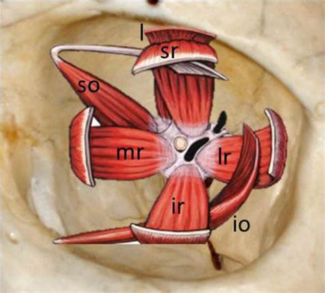 Orbital Muscles | Jonathan Dutton Ocul