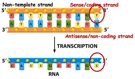 Recording Memories in DNA? - Science News - Science Forums