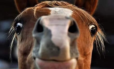 Top 50 Funny Horse Names - PetPress