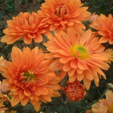 Chrysanthemum Bronze Enbee Wedding 29d - Halls of Heddon | Chrysanthemum, Flowers perennials ...