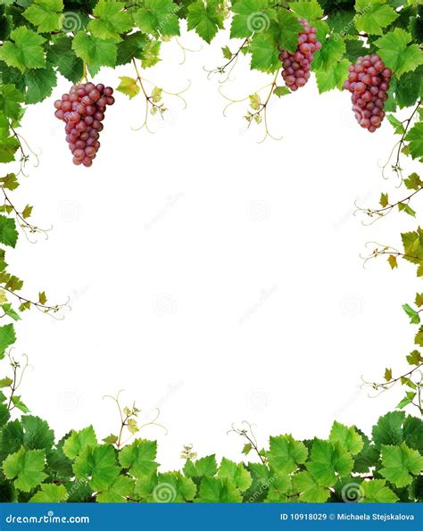 Grapevine Frame with Wine Grapes Stock Image - Image of grapevine, fruit: 10918029