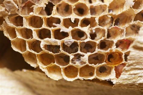 Natural bee hive stock image. Image of animals, apidae - 26590991