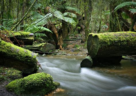 The Best Mount Field National Park Tours & Tickets 2019 - Tasmania | Viator