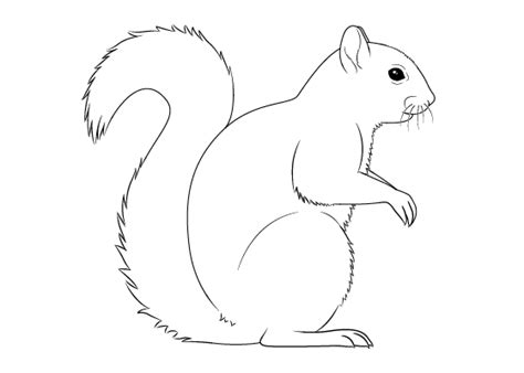 How to Draw a Squirrel From the Side View Tutorial - EasyDrawingTips