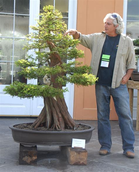 Stunning! Lives 600+ one of the best trees Bonsai Swamp Cypress Fresh ...