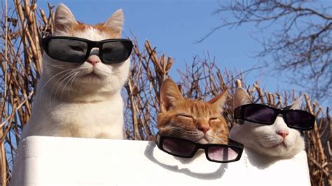 Cat With Glasses Wallpapers - Wallpaper Cave