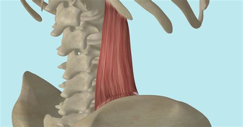 Quadratus Lumborum Where is it and where does it attach? - Yoganatomy