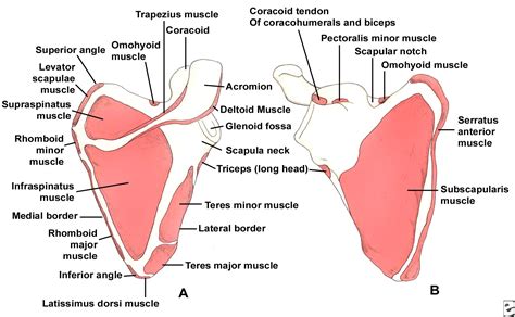 scapula anatomy - Google Search | Anatomy | Pinterest | Scapula, Search ...