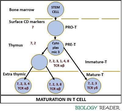 What is T Cell? Definition, Types, Receptors & Maturation - Biology Reader