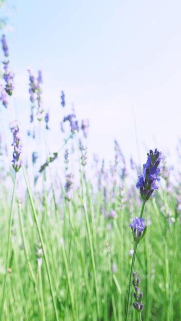 Premium Photo | Lavender fields bloom in hokkaido japan for relaxing in summer or spring