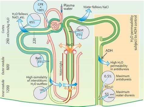 Concentration and Dilution of Urine - Physiology - An Illustrated Review