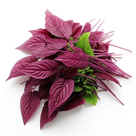 Premium AI Image | Amaranth Leaves with a Hint of Green White Background