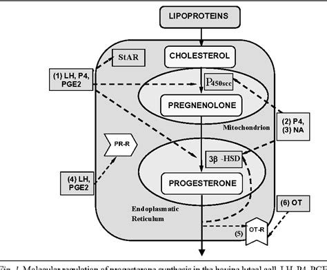 Figure 1 from Regulation of progesterone synthesis and action in bovine ...