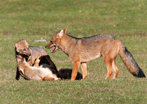 The culpeo (Lycalopex culpaeus), sometimes known as the culpeo zorro or Andean fox (wolf), is a ...