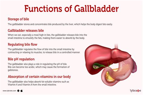 Gallbalder (Human Anatomy): Picture, Function, Diseases, Tests, and Treatments