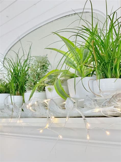 DIY Indoor Plant Fertilizer - Celebrated Nest