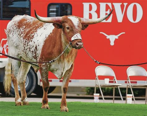 Texas Longhorn steer mascot Bevo XIV dies at 13 | Sports ...