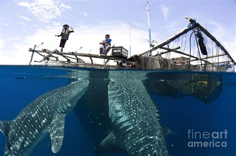 Whale Shark Feeding Under Fishing Photograph by Steve Jones - Fine Art America