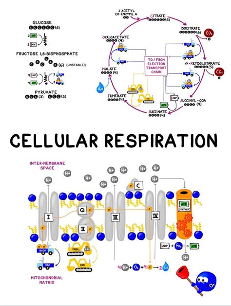 Cellular Respiration Guided Notes and Diagrams Printable Handout - Etsy ...