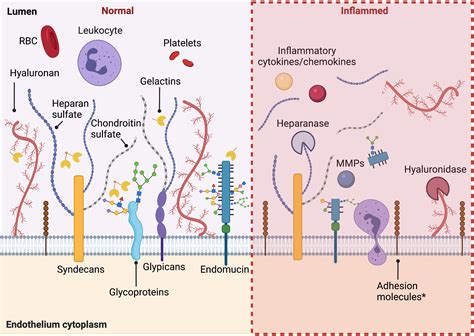 Frontiers | Update on the Role of the Endothelial Glycocalyx in ...