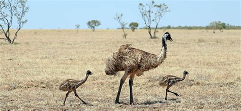 birds AUSTRALIAN Deserts Shrublands & Grasslands (Mulga & Spinifex)