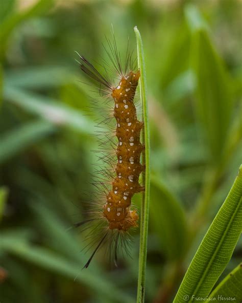 Oleander caterpillar - Syntomeida epilais | Oleander caterpi… | Flickr