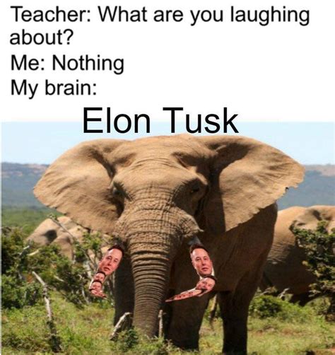 Elon Tusk : r/memes