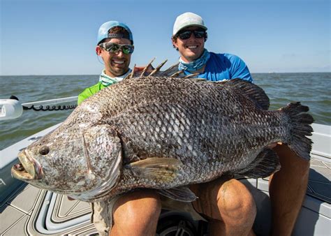 MSU biologists age large tripletail fish | Mississippi State University Extension Service