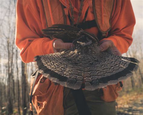 Ruffed Grouse Hunting in Maine: The Season is Here - Project Upland