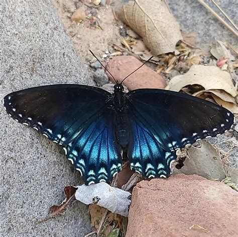 Limenitis arthemis arizonensis - Limenitis arthemis - BugGuide.Net