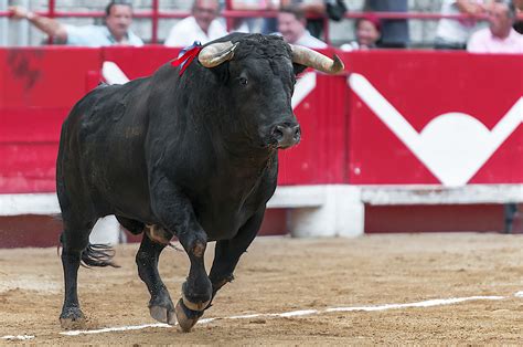 Images Gratuites : taureau, des sports, performance, arène, un événement, tradition, Tauromachie ...