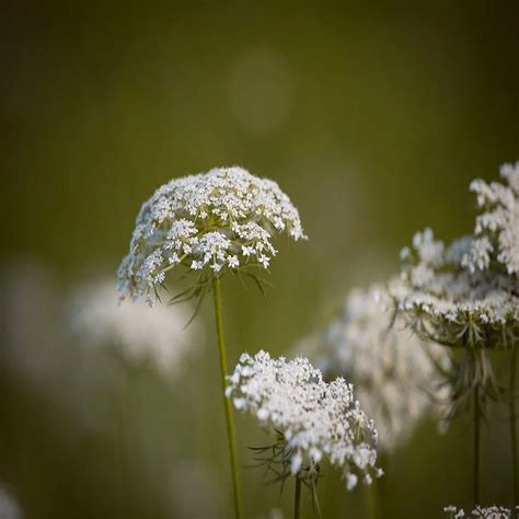 Wild Carrot - Budget Seeds