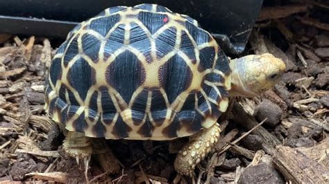 Burmese Star Tortoises (Raising a Breeding Group of Geochelone platynota) - YouTube