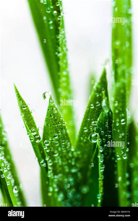 Dew on Grass Stock Photo - Alamy