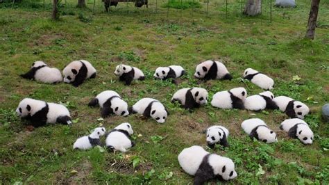 36 baby pandas debut at SW China breeding bases - China plus