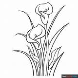 Calla Lily Coloring Page  Easy Drawing Guides sketch template