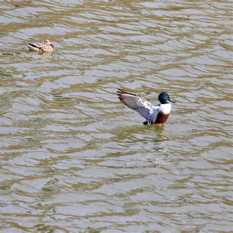 Northern Shoveler - Bird Watching Academy