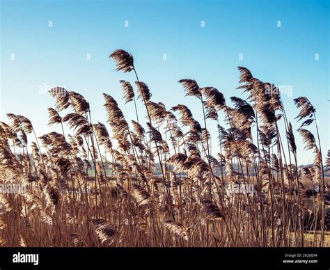 Golden flowering reeds blowing in a gentle breeze Stock Photo - Alamy