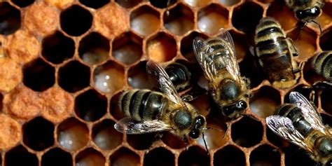 Africanized Honey Bees